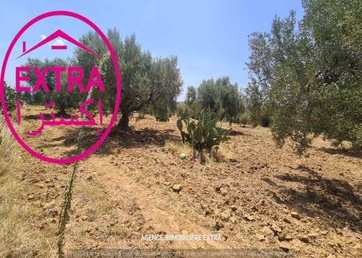 Campagne à el hwaria de Nabeul