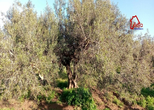 2 HECTARES clôturé