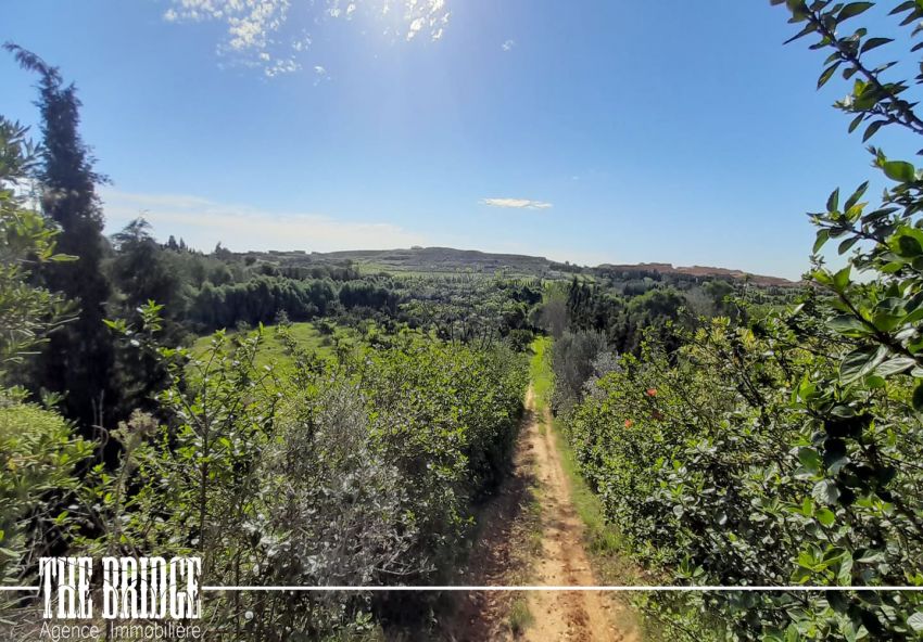 6 hectares d’agrumes à Frenine Dar châbane