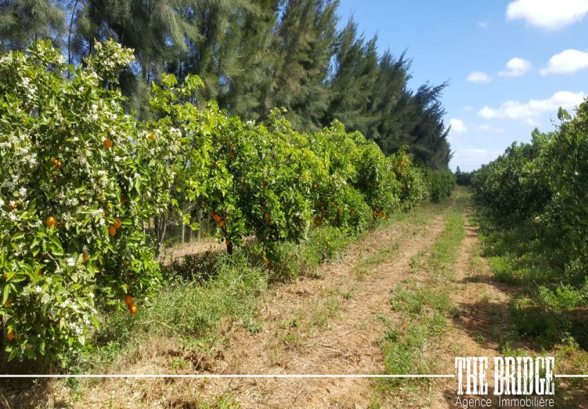 8 hectares d’agrumes et de grenadines