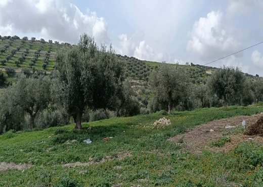 terrain À Vendre à ZAGHOUAN - terrain agricole à vendre +maison - Immobiliere.tn - Photo 7