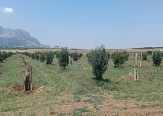 terrain À Vendre à ZAGHOUAN - TERRAIN AGRICOLE A VENDRE - Immobiliere.tn