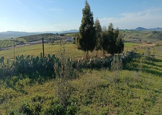 TERRAIN AGRICOLE A VENDRE