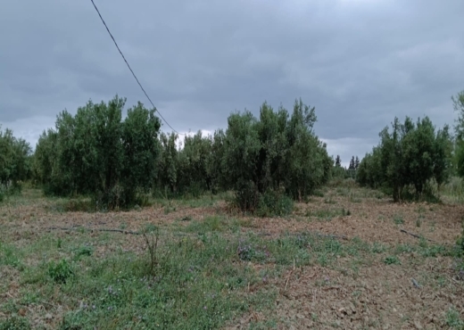 terrain agricole