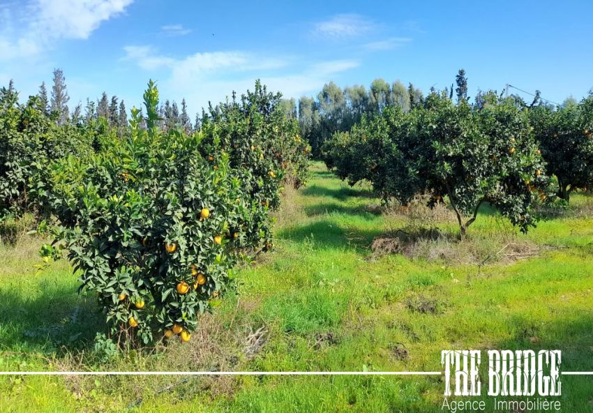 6 hectares d’agrumes à Frenine Dar châbane