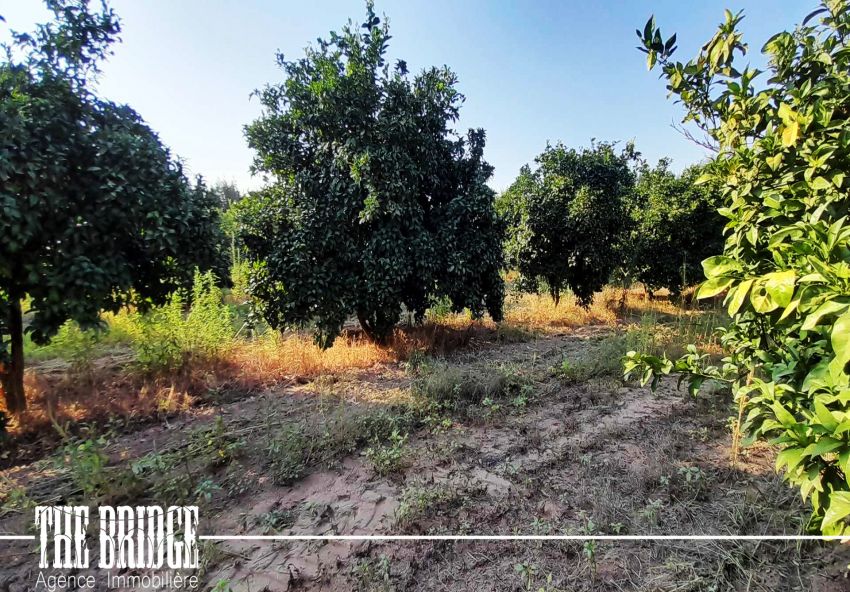 4 Hectares d’agrumes à bouargoub