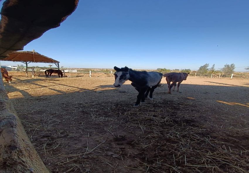 A vendre Ferme avec villa à Sfax Route Gremda