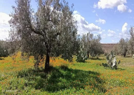 terrain agricole