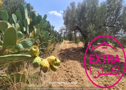 Campagne à el hwaria de Nabeul
