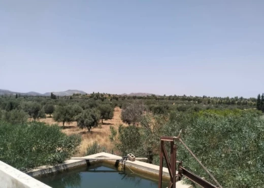 terrain À Vendre à SOUSSE - terrain agricole à vendre - Immobiliere.tn - Photo 3