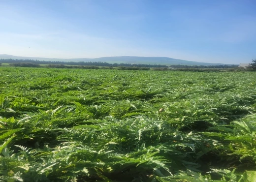 terrain À Vendre à BIZERTE - 🌿 À Vendre – Terrain Agricole à Ain Ghalel - Immobiliere.tn