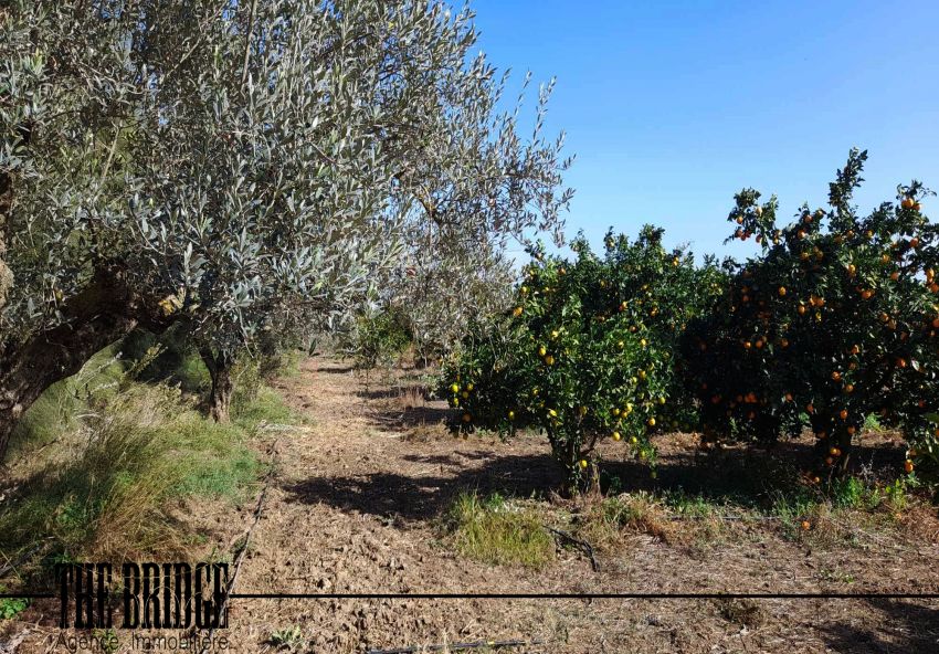 5 hectares  d’agrumes  à Belli