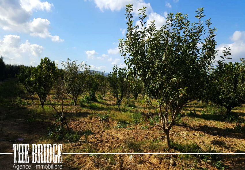 5 hectares  d’agrumes  à Belli