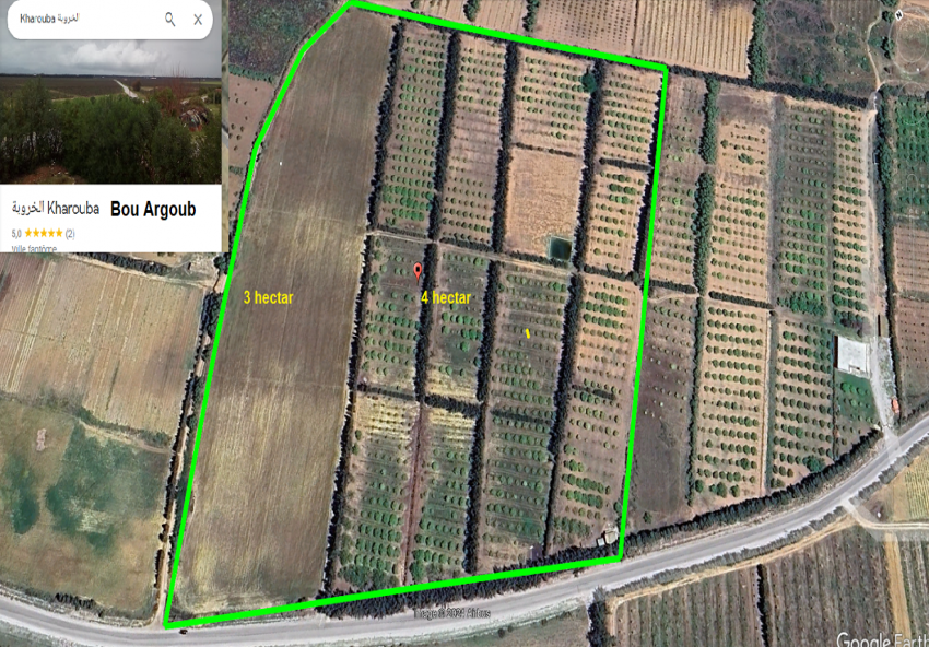7 hectar à bou argoub el kharrouba nabeul
