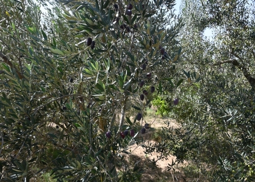 A vendre une ferme à Nabeul