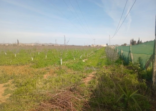 للبيع فيرمة لوز و زيتون و غلال أخرى