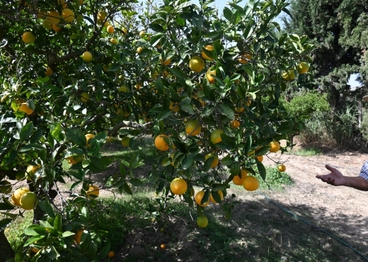 A vendre une ferme à Nabeul