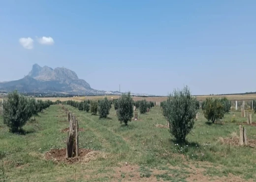 terrain À Vendre à ZAGHOUAN - TERRAIN AGRICOLE A VENDRE - Immobiliere.tn - Photo 3