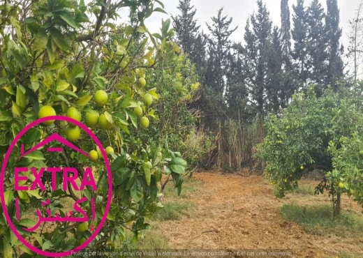 ferme À Vendre à NABEUL - campagne à ghardaia - Immobiliere.tn