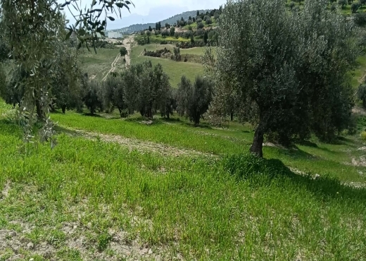 terrain À Vendre à ZAGHOUAN - terrain agricole à vendre +maison - Immobiliere.tn - Photo 3