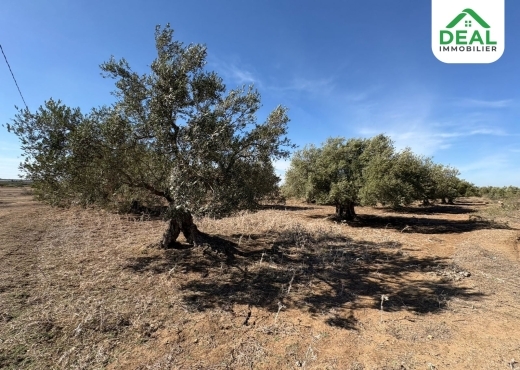 أرض فلاحية للبيع