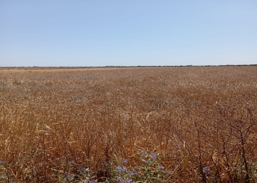 Terrain de 3600 m² à Ariana