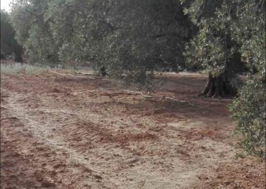 terrain agricole