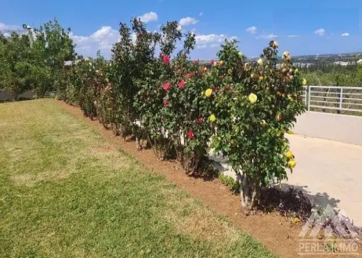 Villa de campagne senia Mornag