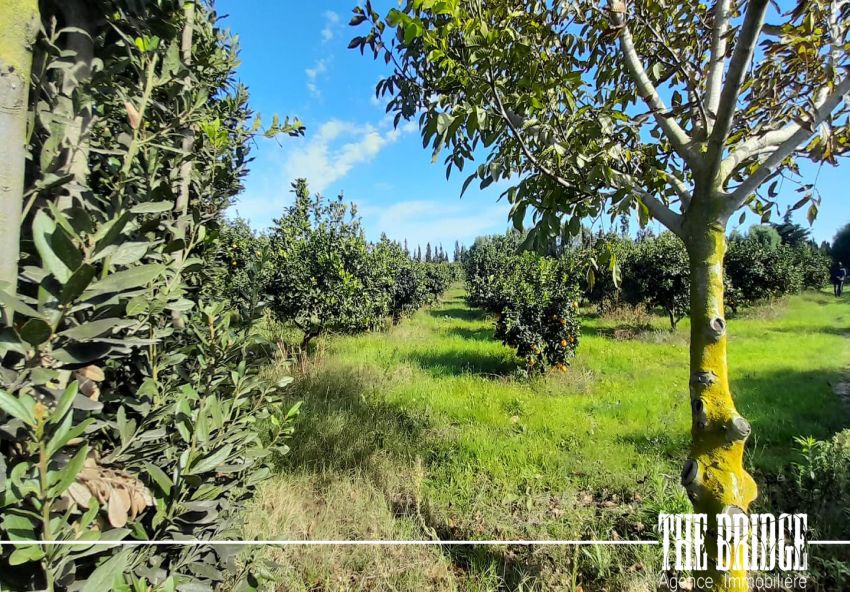 6 hectares d’agrumes à Frenine Dar châbane