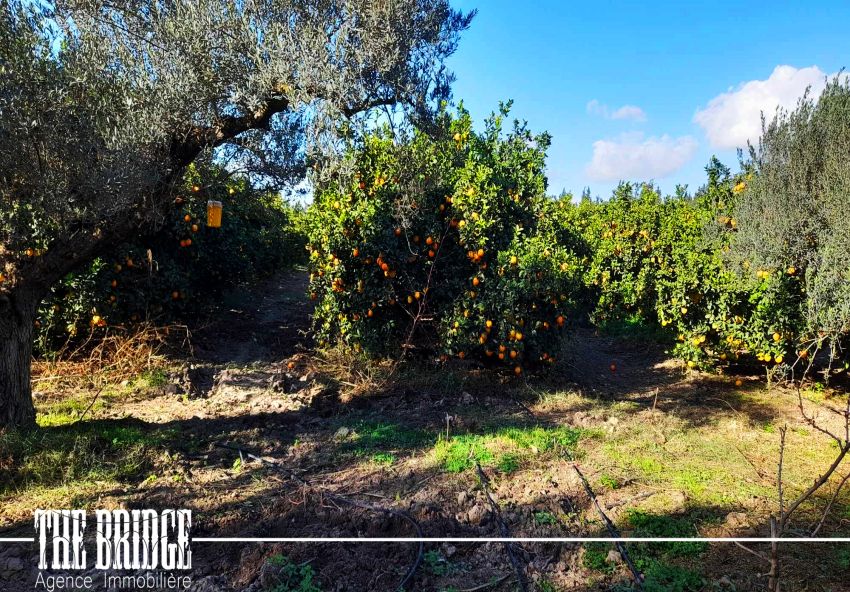 5 hectares  d’agrumes  à Belli