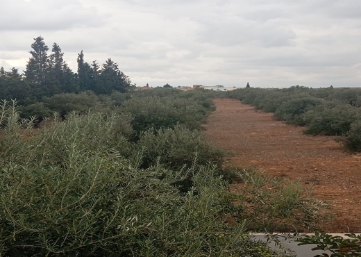 🏡 Terrain agricole bien équipé avec villa