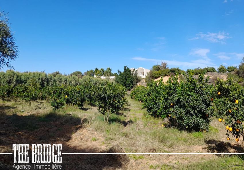 6 hectares d’agrumes à Frenine Dar châbane