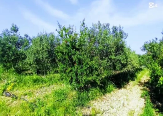 terrain À Vendre à ZAGHOUAN - terrain agricole à vendre - Immobiliere.tn - Photo 2