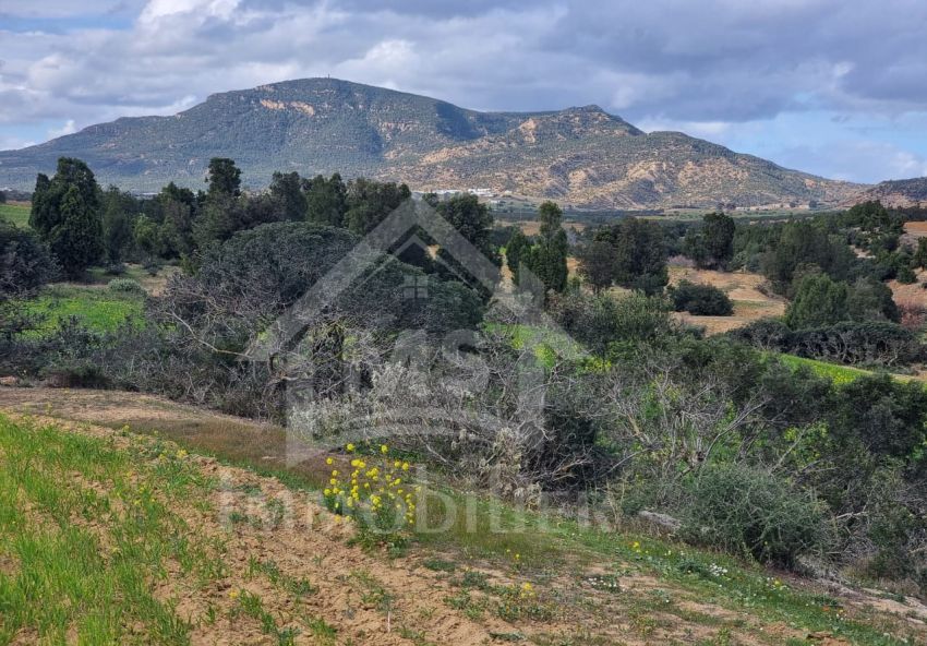 Terrain de 1 hectare à vendre à Hammamet 51355351