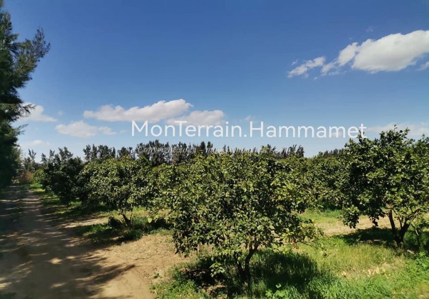 Terrain agricole Beni Wayel Hammamet VT2280