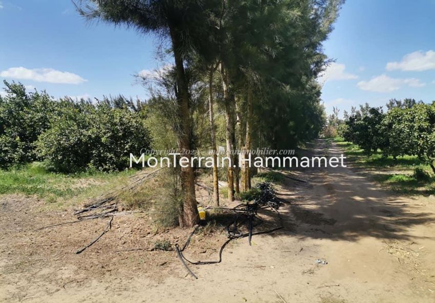 Terrain agricole Beni Wayel Hammamet VT2280