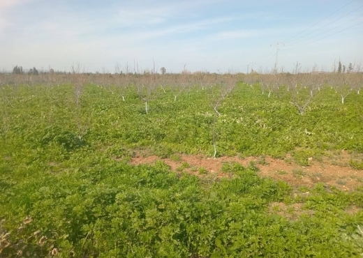 للبيع فيرمة لوز و زيتون و غلال أخرى