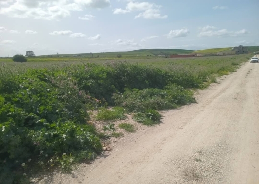 للبيع قطع أرض في سيدي ثابت-شرفش