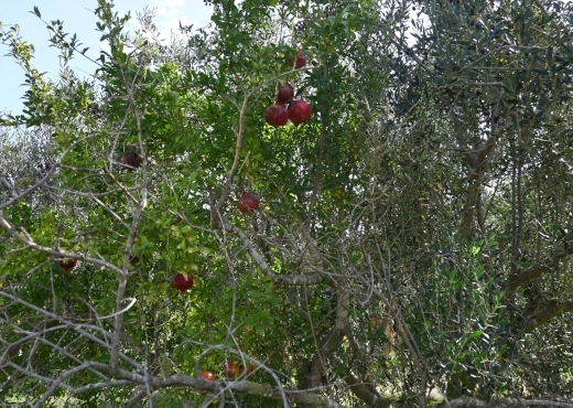 A vendre une ferme à Nabeul