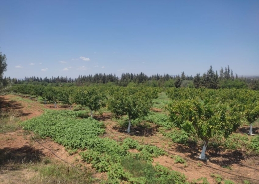 A Vendre Ferme+2 villas SidiThabe