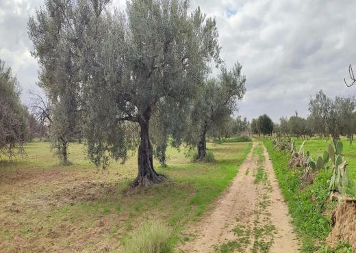 terrain À Vendre à MONASTIR - Terrain agricole à Moknine - Immobiliere.tn - Photo 5