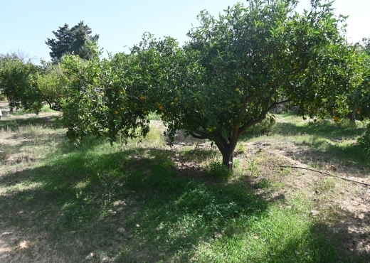 A vendre une ferme à Nabeul