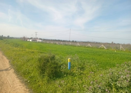 للبيع فيرمة لوز و زيتون و غلال أخرى