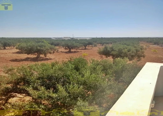 terrain À Vendre à NABEUL - 🌿 للبيع ضيعة فلاحية بطريق بوفيشة 🌿 - Immobiliere.tn - Photo 6