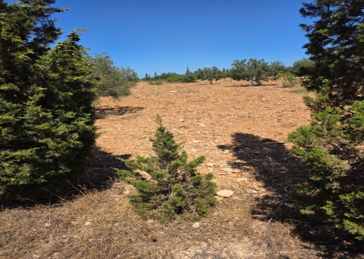 🌳Terrain Agricole à Sidi Bou Ali