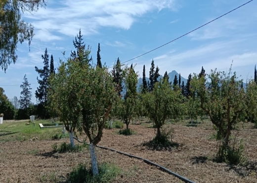 terrain agricole