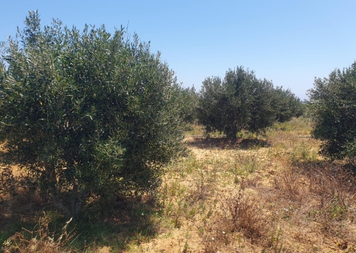 terrain a vendre