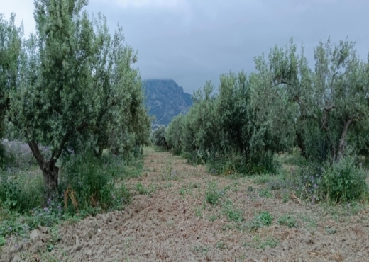 terrain agricole