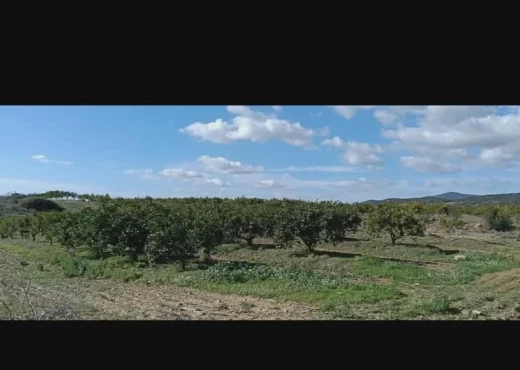 terrain À Vendre à ZAGHOUAN - société agricole à vendre - Immobiliere.tn - Photo 5