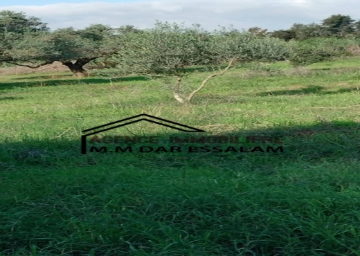 terrain agricole à kerkouane